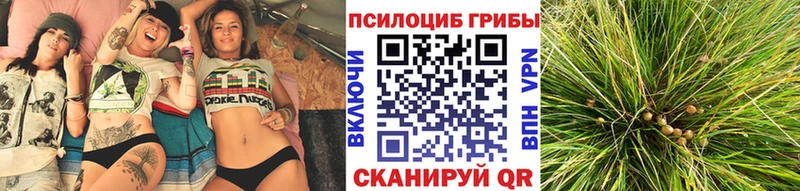 Галлюциногенные грибы Psilocybine cubensis Курганинск